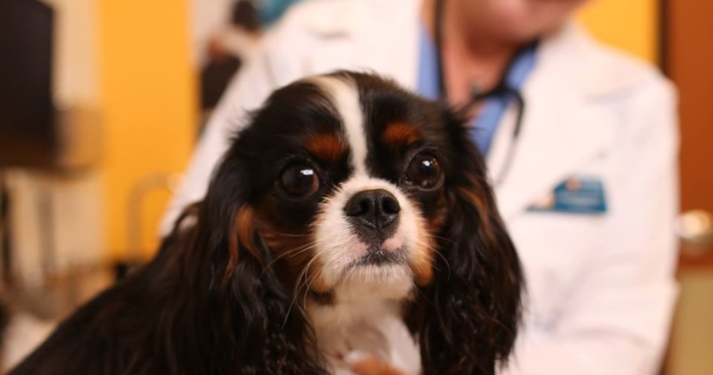 dog getting a checkup at the vet