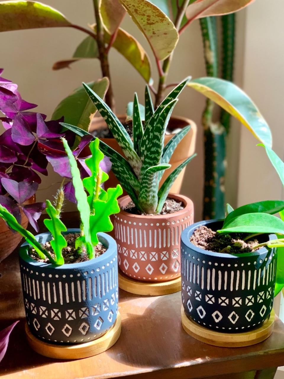 three cement pots with small succulents inside 