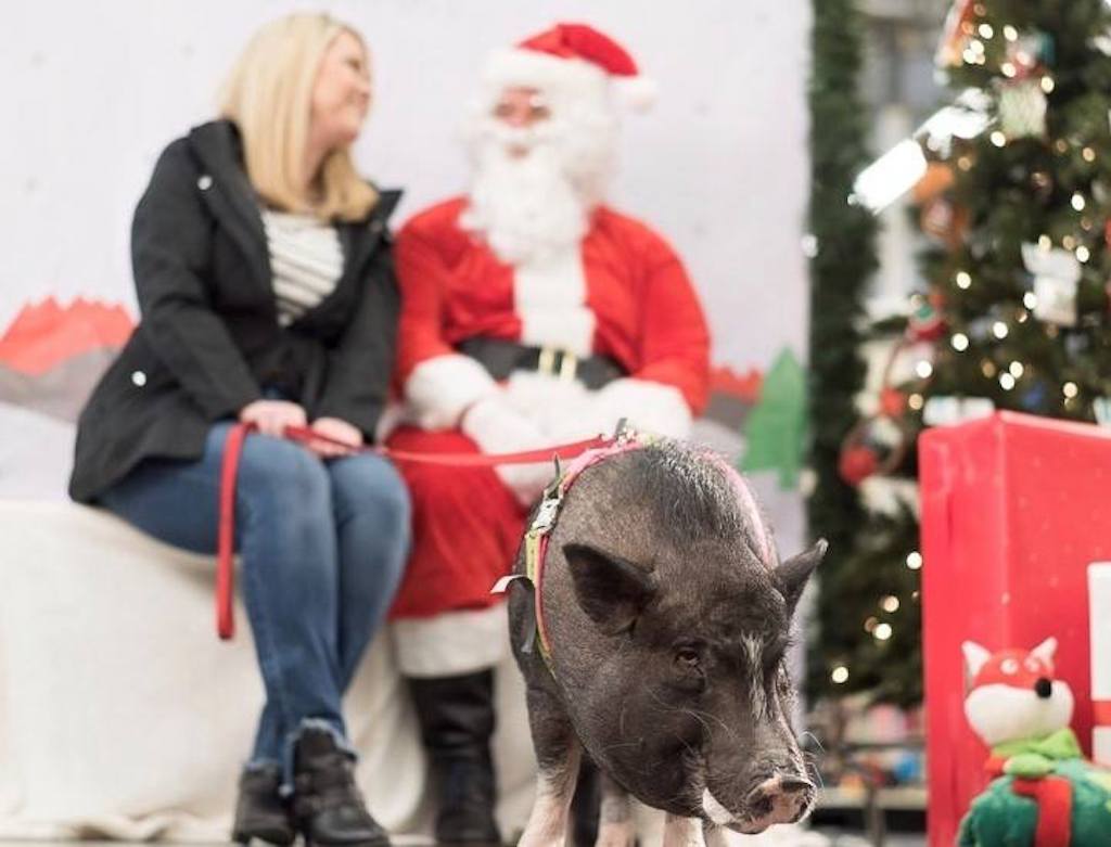 FREE Photo with Santa at PetSmart (Reservations are Required)