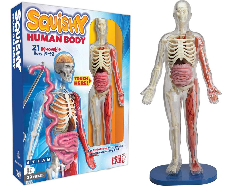 Smart Lab Squishy Human Body lab stock image