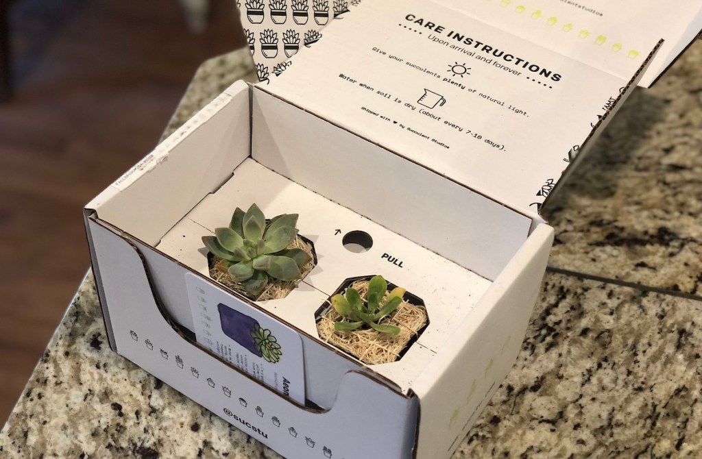 white succulent studios box with two succulents inside sitting on granite countertop 