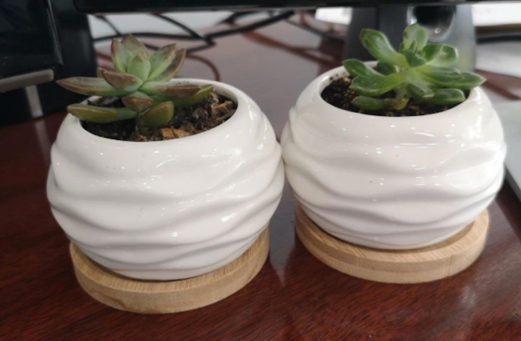 small white glass planters with green succulents inside