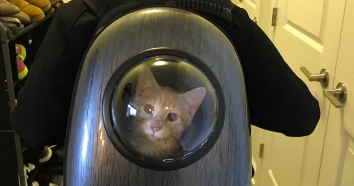 Small cat in a Bubble Window Pet Carrier