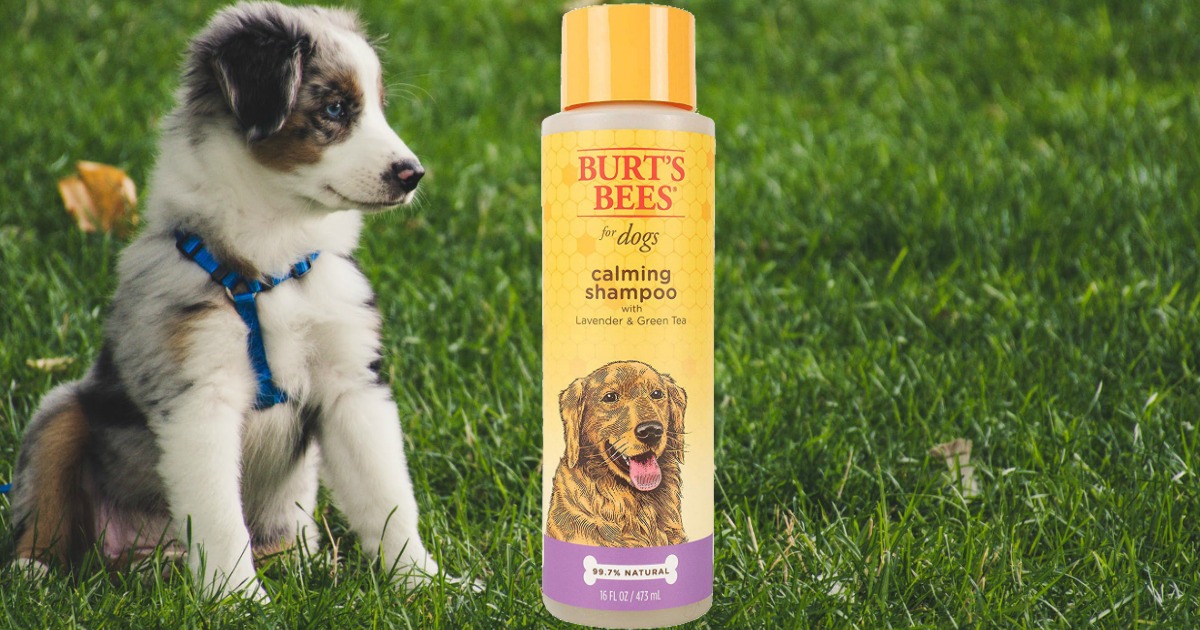 burt's bees calming shampoo