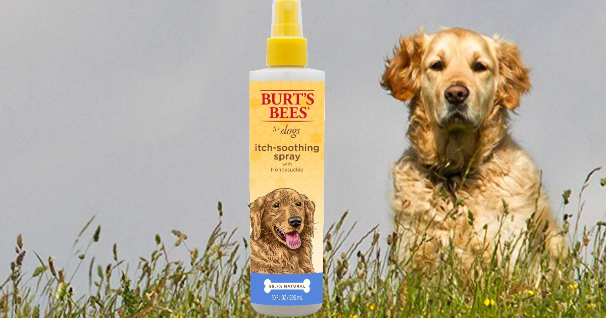 burt's bees dog itch shampoo