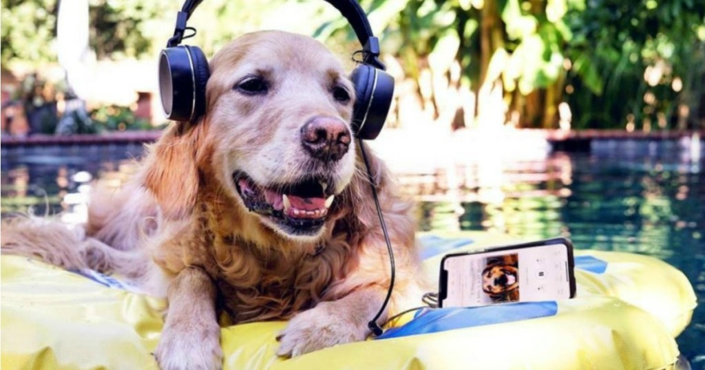 Dog Listening to Audible