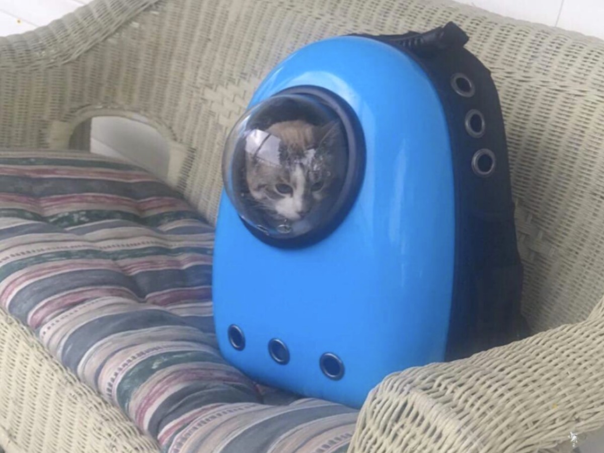 cat carrier with bubble window