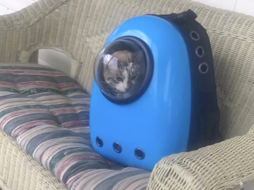 Pet Carrier Bubble Backpack resting on a patio sofa with a cat inside