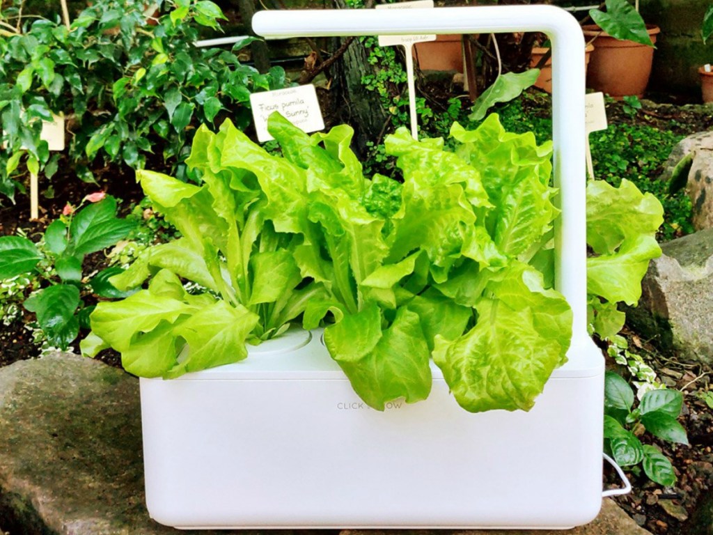 Romaine Lettuce growing in an indoor planter
