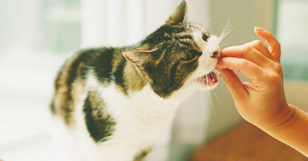 buddy biscuits cat treats