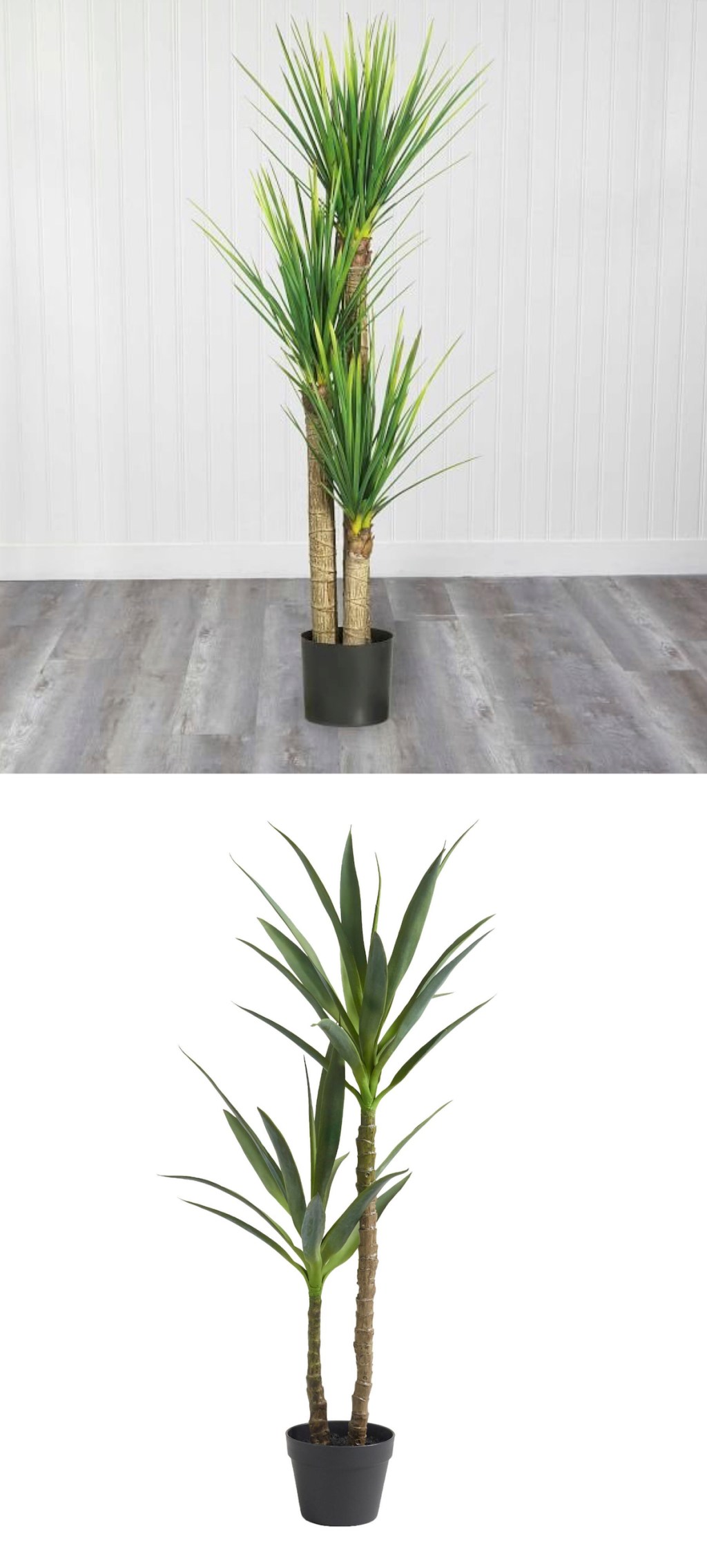 comparison of yucca tree plants in black planters