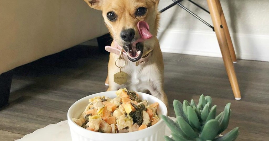 fresh dog food in bowl with little dog licking lips 