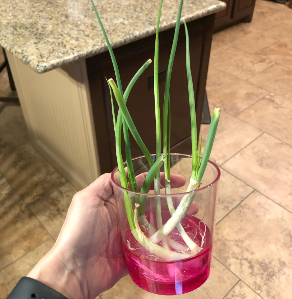 green onions growing in cup