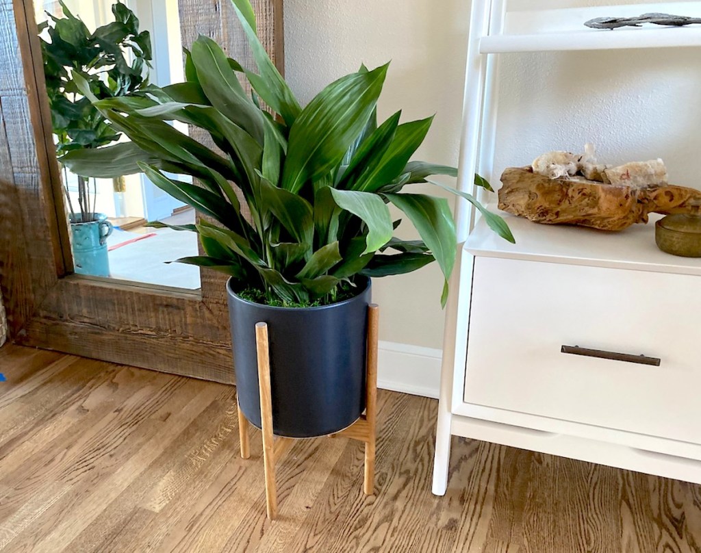 plant next to mirror and white furniture