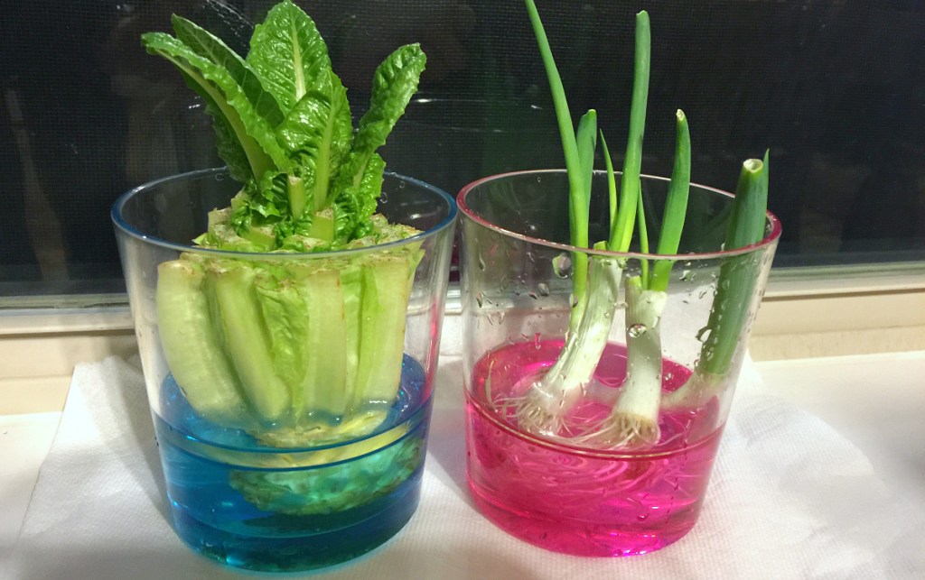 lettuce-green-onions-in-cups