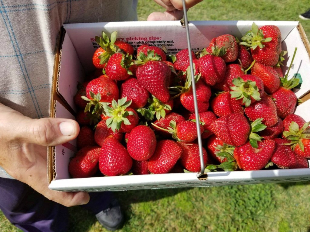 man holding strawberries