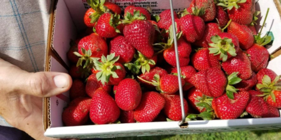 4 Best Hacks to Extend the Life of Fresh Strawberries