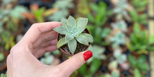 Mini Succulents Only $2 at Walmart | In-Store Only