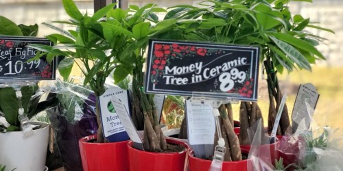 Money Tree Plant Just $8.99 at Trader Joe’s