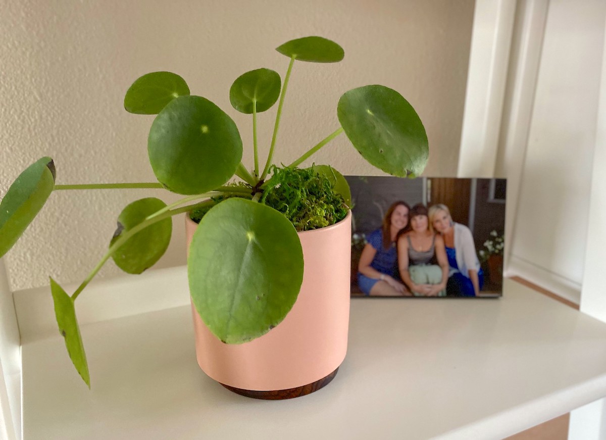 plant with circle leaves and orange planter sitting on shelf with family photo