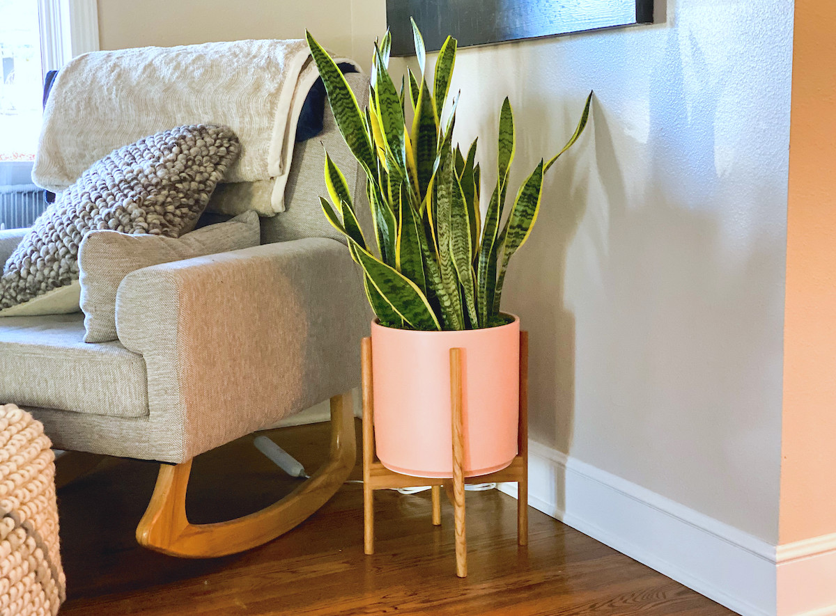 1 Best Place to Buy House Plants Online Official Hip2Save