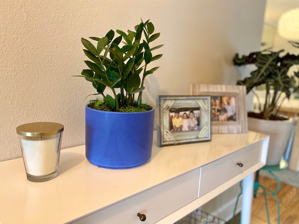 potted plant on console table with pictures 