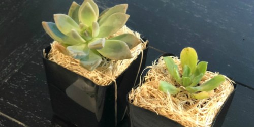 Mini Succulents 20-Count Just $32.99 on Zulily