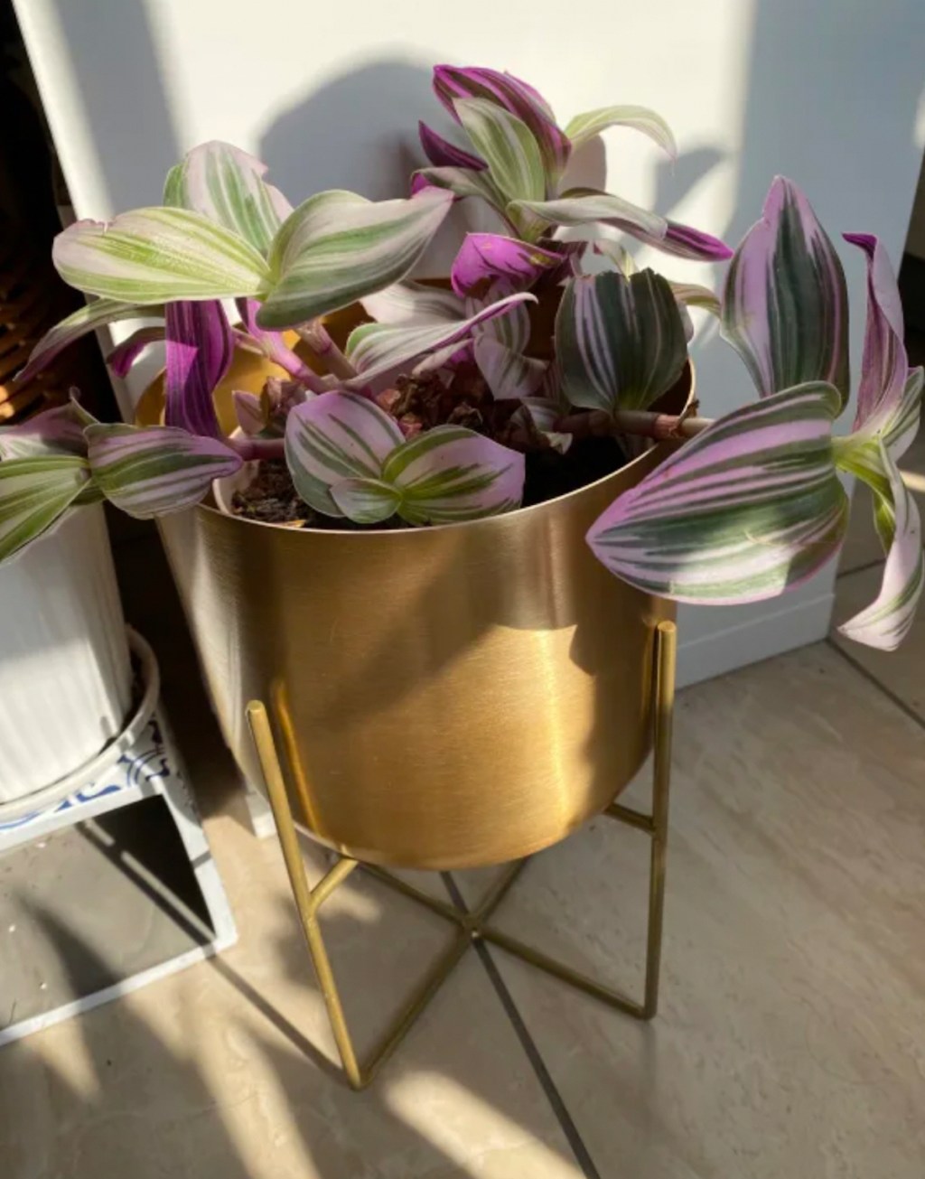 green and purple plant in gold planter