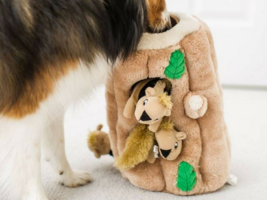 Small tri-colored collie dog playing with an extra large plush squirrel dog toy