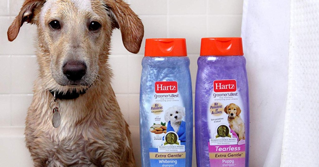 Dog in bathroom tub, with two bottles of dog shampoo