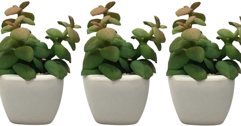 Kohl's Succulent plant