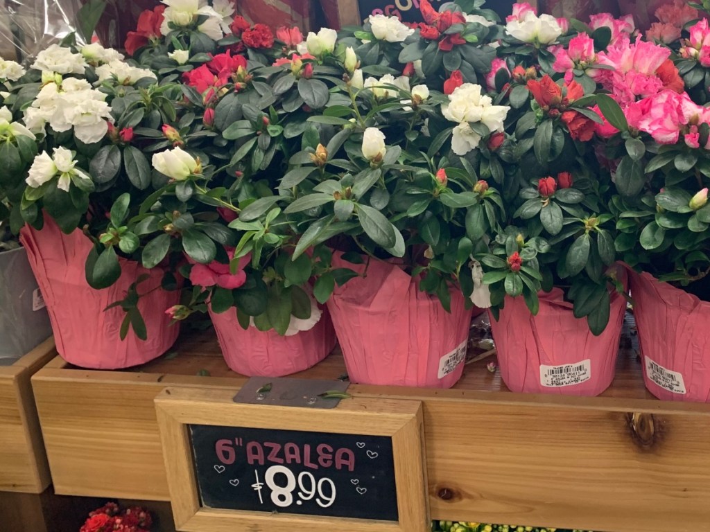 Trader Joe's Has Succulents Starting at 3 and So Much More for Spring!