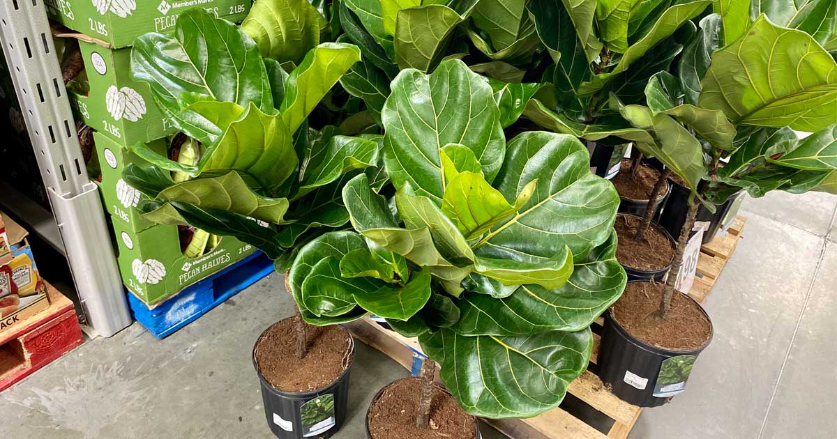 Fiddle Leaf Plants as Low as $15.98 at Sam's Club