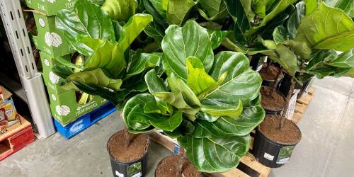 Fiddle Leaf Plants as Low as $15.98 at Sam’s Club