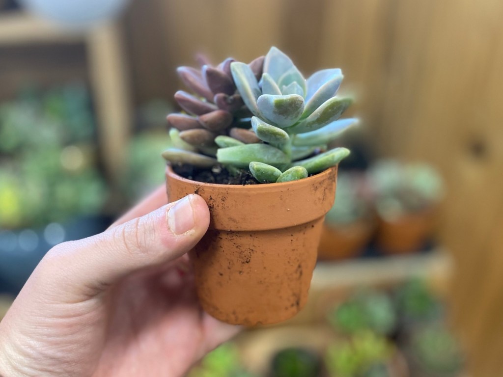 Mini succulent in pot