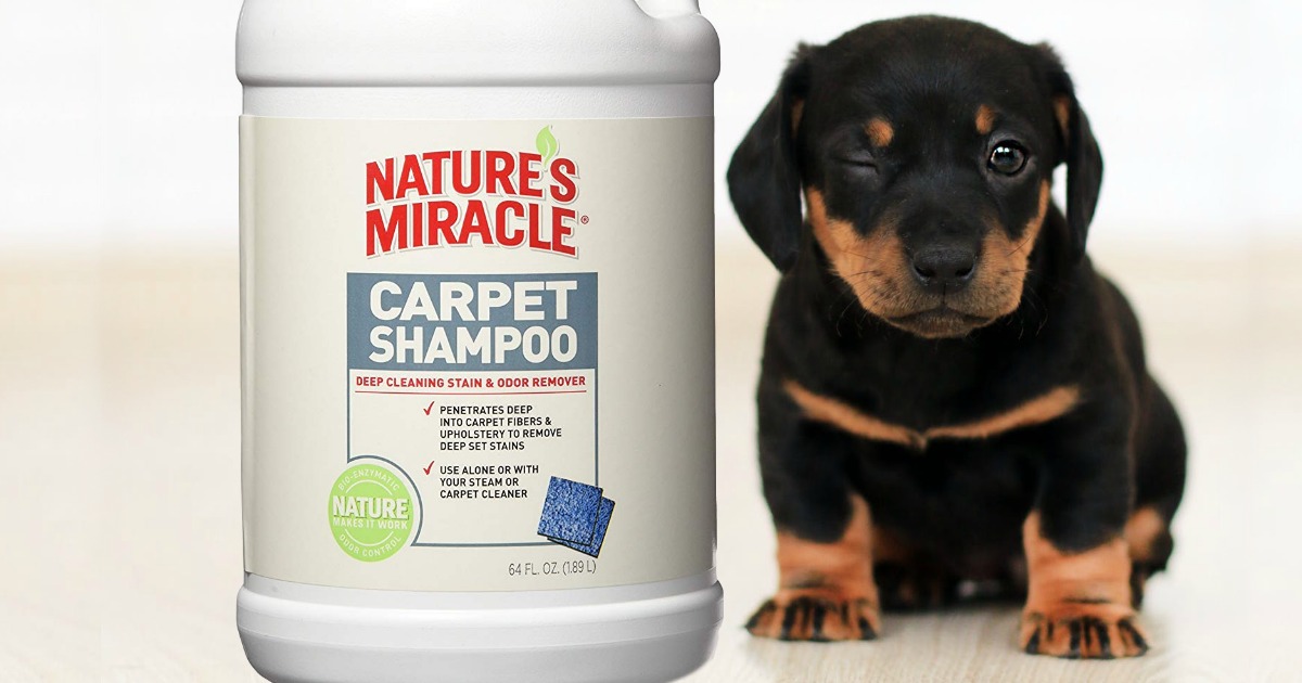 nature's miracle carpet shampoo