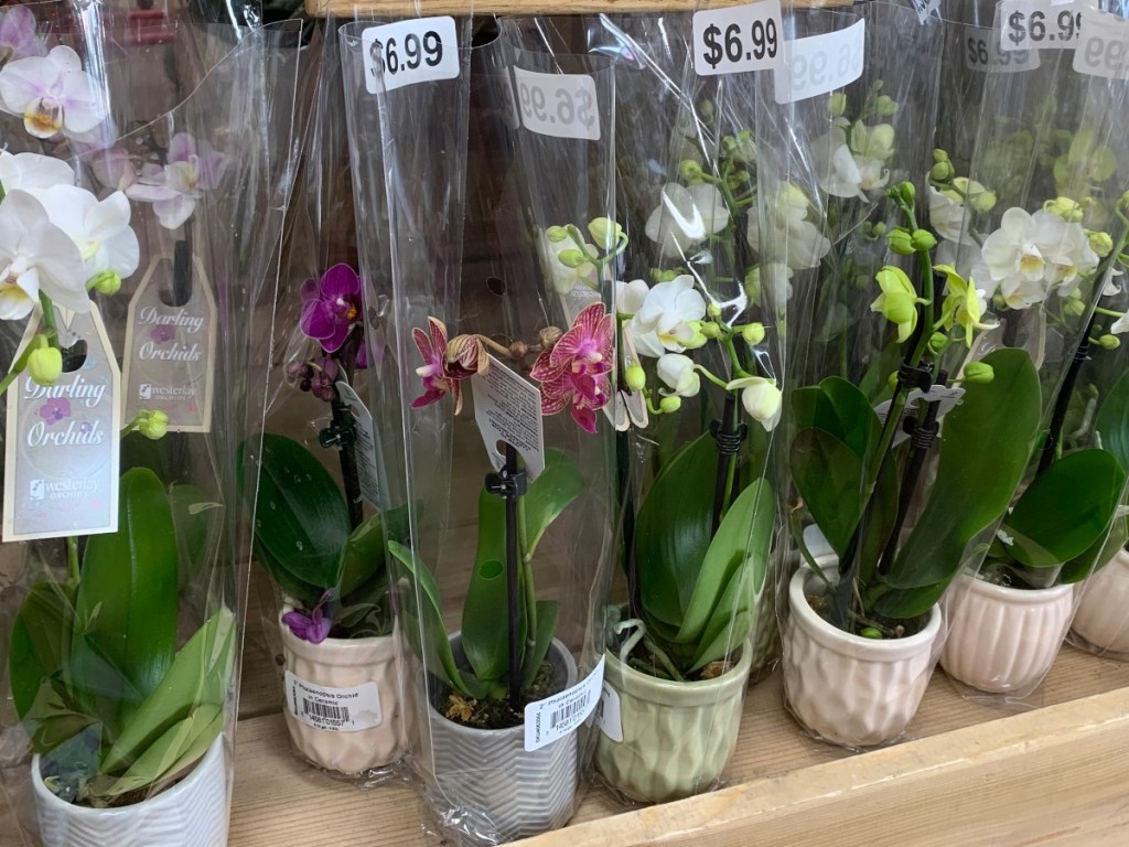 Potted orchids
