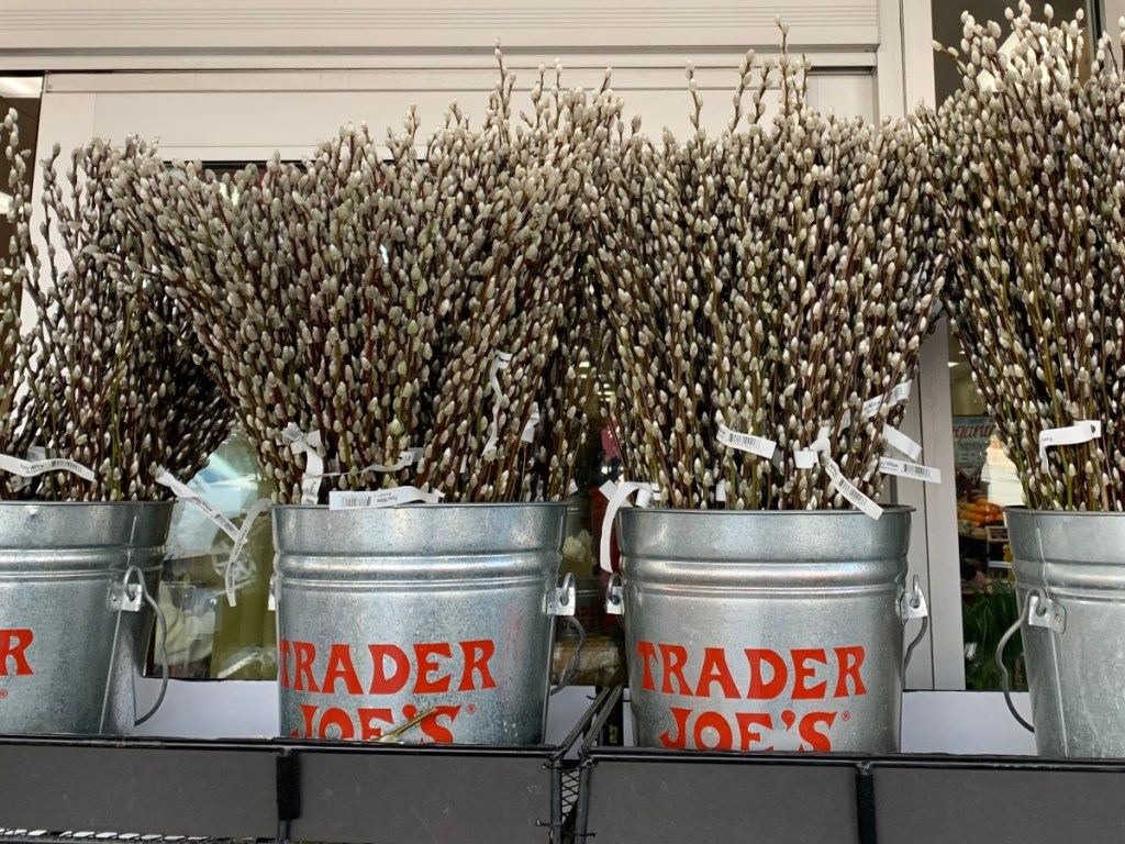 Pussy Willow bunches in galvanized Trader Joe's buckets