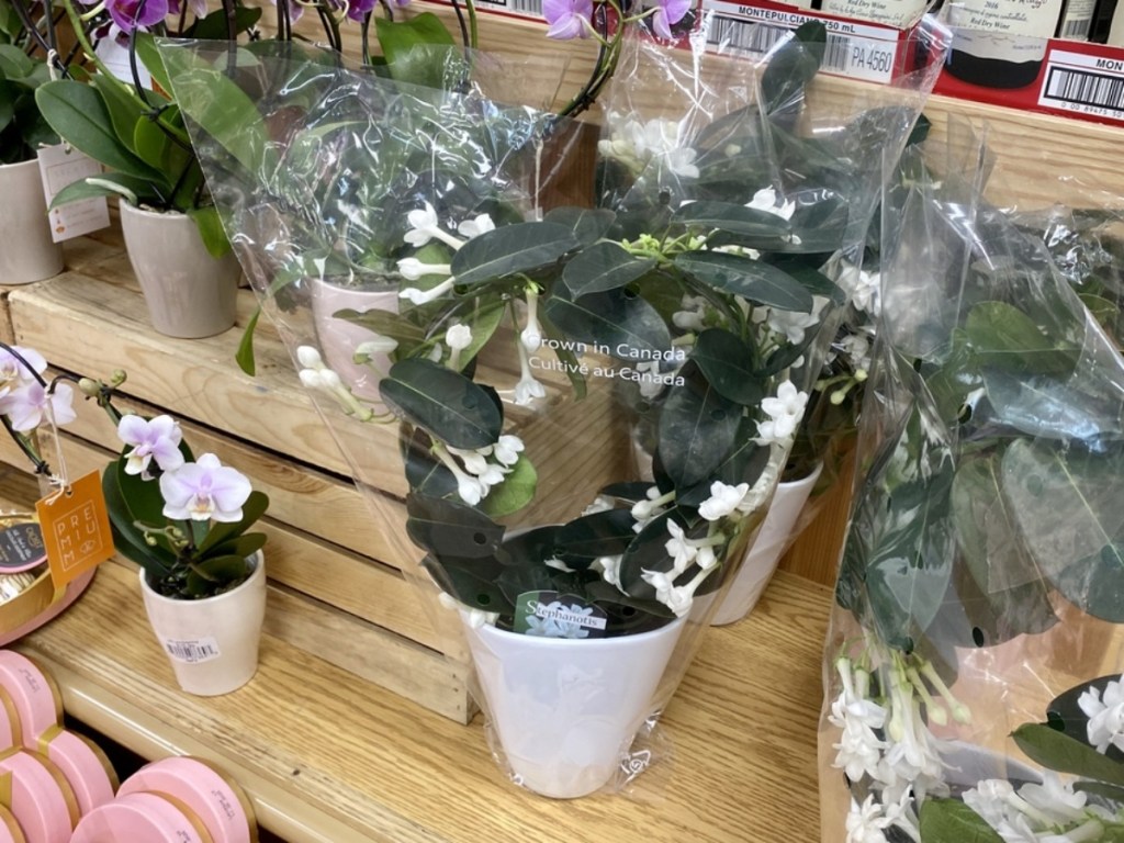 Trader Joe's Has Orchids On a Heart-Shaped Trellis for ...