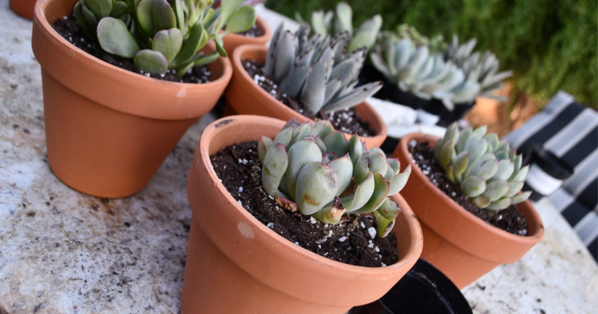 several succulents in pots as gifts under 10