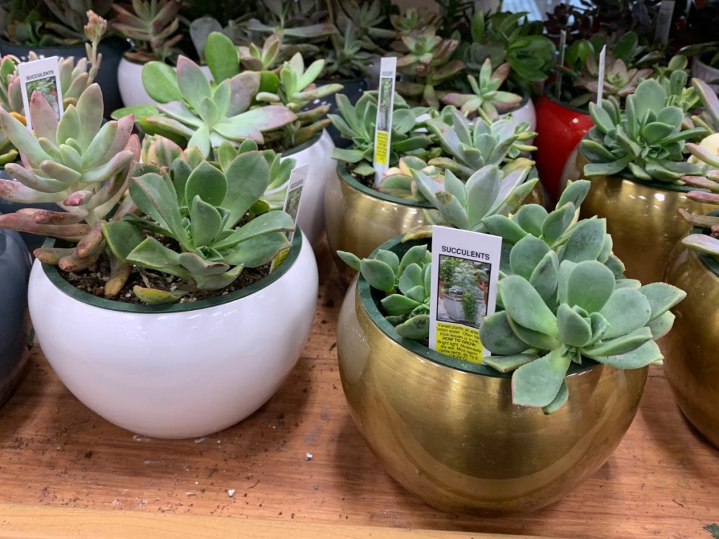 Succulent garden in pots