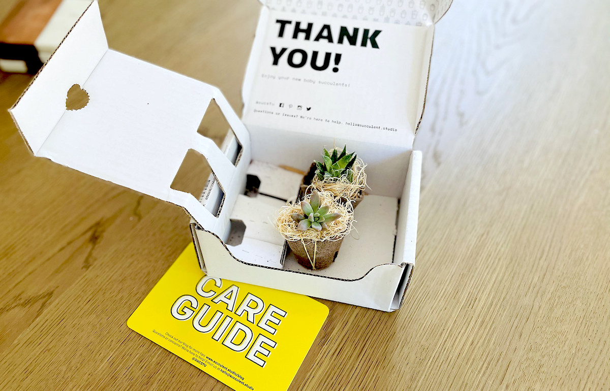 open succulent studios box on wood table with yellow care guide card