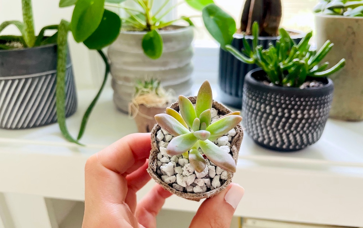 close up of hand holding mini succulent in planter