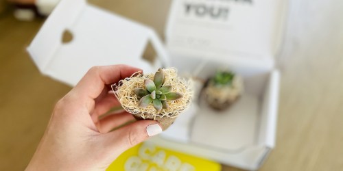 Score Two Baby Succulents for Just $10 Shipped (I Love My Latest Box – Such a Great Gift Idea!)