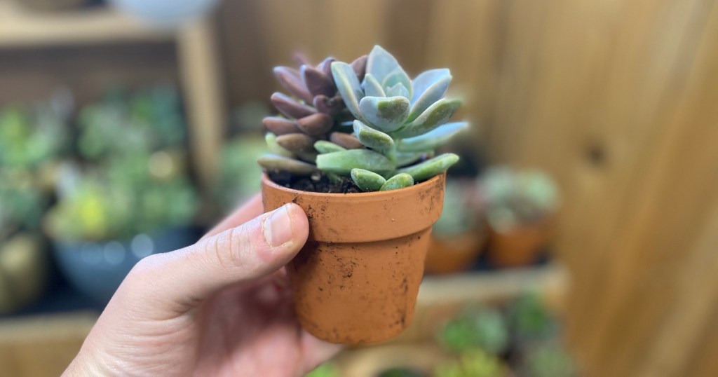 Hand holding potted succulent