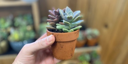 Trader Joe’s Has Succulents Starting at $3 and So Much More for Spring!