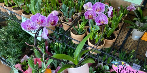 Trader Joe’s Has Orchids On a Heart-Shaped Trellis for Valentine’s Day