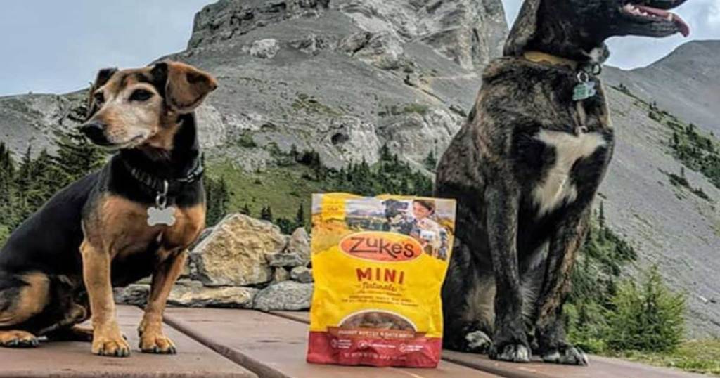 two dogs sitting on wooden bench in mountains with zuke's mini dog treats inbetween them