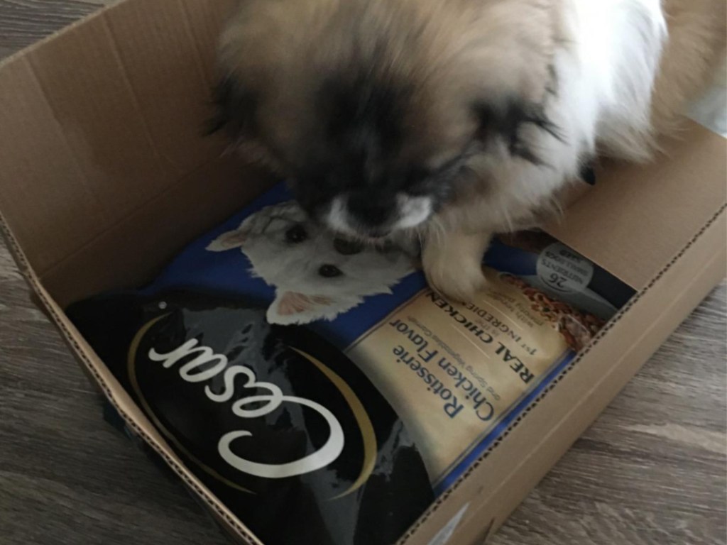 dog playing with dog food bag in box
