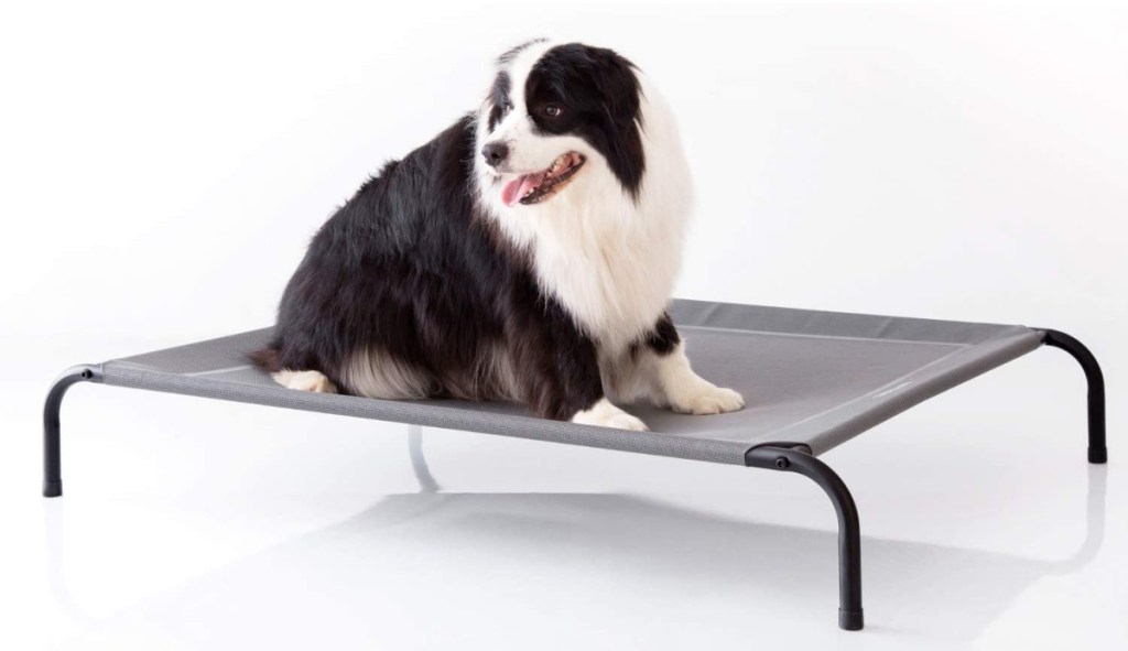 Petsure Elevated Dog Bed with black and white dog